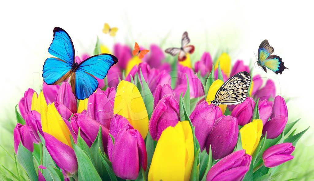 Фотообои бабочки 3д и цветы