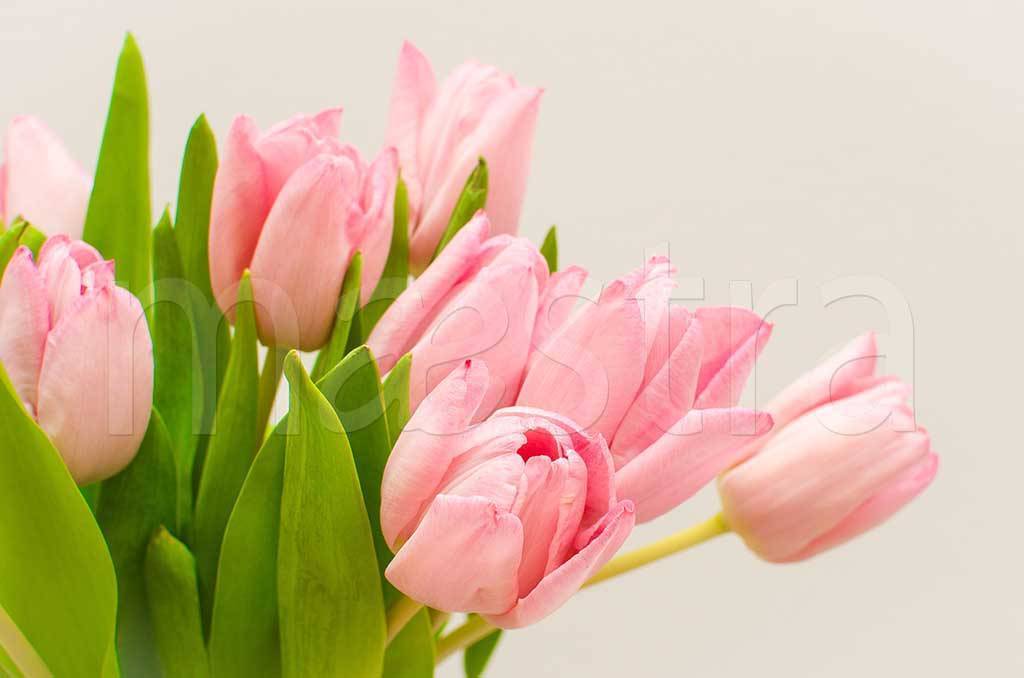 Фотообои Букет розовых тюльпанов